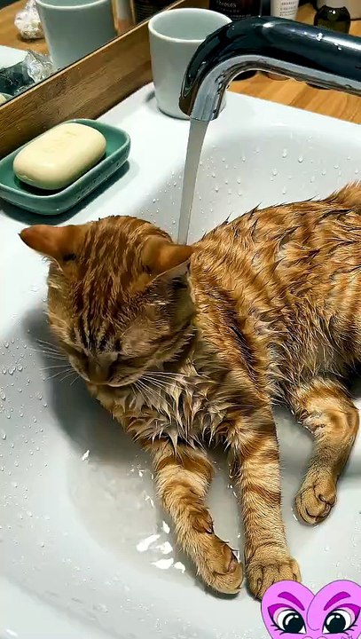After  the hot day #cat #kingdomofawais
