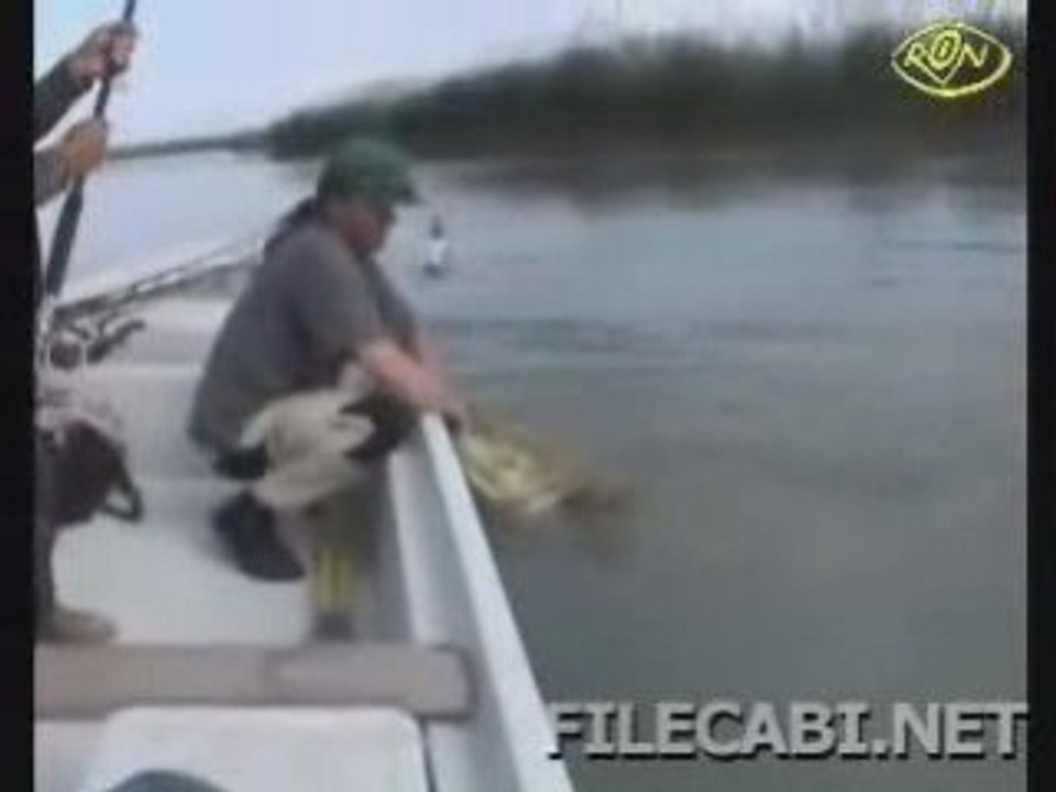 Rodl-cat-fish