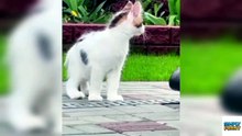 funny cats🤣🤣