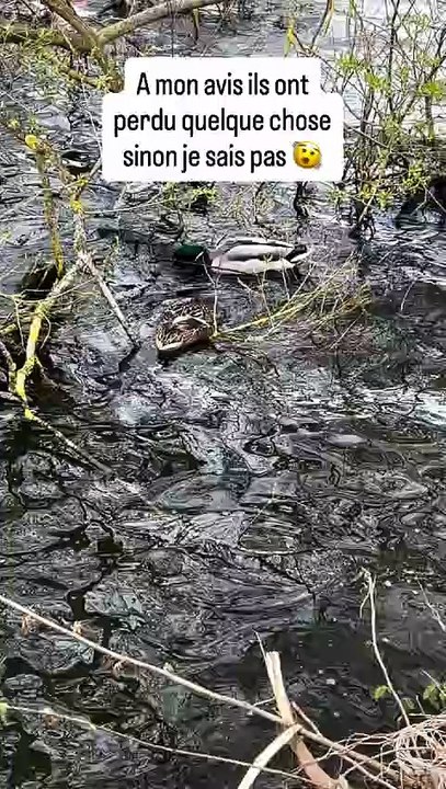 🦆 A mon avis ils ont perdu quelque chose sinon je sais pas  #frederiksborg #danemark #animau.mp4
