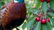 #NaturePhotography #WildlifePhotography #Cinematic #4K #NationalGeographicStyle #BirdLovers #NatureLovers #EarthBeauty #AnimalPhotography #AmazingNature