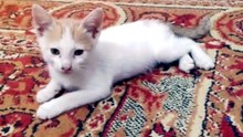 💖 Heartwarming Kitten Moments That Will Brighten Your Day