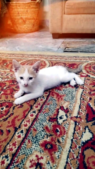 💖 Heartwarming Kitten Moments That Will Brighten Your Day