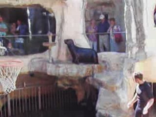 Lorelei à l'aquarium sealand de Noirmoutier