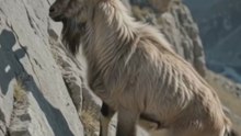 🐐 Markhor – The Fearless King of the Mountains! ⛰️