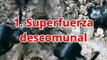 3 Curiosidades sobre las HORMIGAS