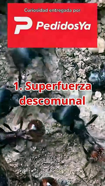 3 Curiosidades sobre las HORMIGAS