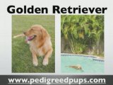 Golden Retriever puppies - Golden Retriever Information