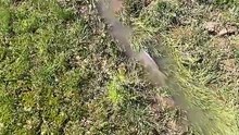 Fish Trying to Escape, But There’s No Way Out!