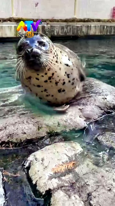 Cute Spotted Seal Waves Hello! 🦭 | Adorable Seal Moments❣️