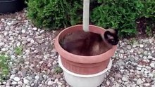 Have You got such a plant? :) #cats #funnycats #catlovers #garden
