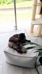 Have you planned your holidays yet? They are having their time off... every day :) #cats #funnycats #catlovers