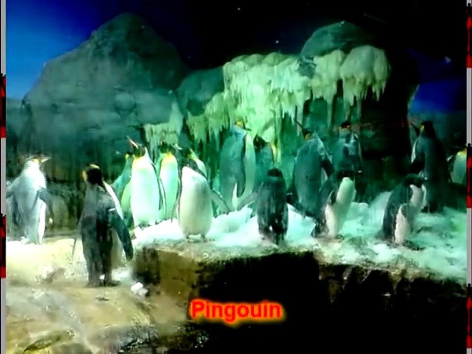 PODRIM-Airline_2009_Japon_ep14_aquarium_dvd