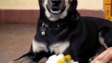 The funniest dog moments ever | Dog memes | Dog lovers #dog #dogs #funnydog #doglover #lol