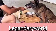 Wildlife Memes for Every Bachelor | life |essons from animals #bachelorlife #comedy #viral