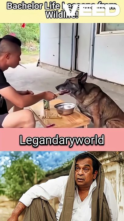 Wildlife Memes for Every Bachelor | life |essons from animals #bachelorlife #comedy #viral