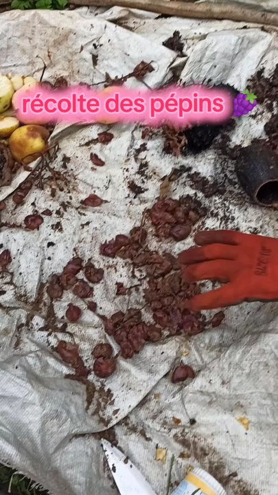 Récolte pépins raisins
