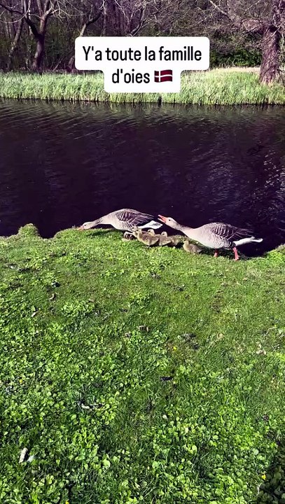 Frederiksberg Have, Copenhague. Les canards danois, y'a toute la famille 🇩🇰 #nature #animaux .mp4