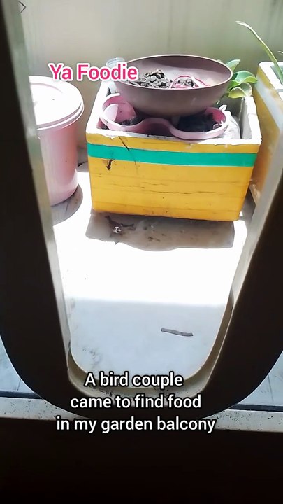 A couple of bird were finding food