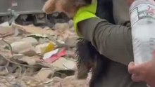 Así fue el rescate del Yorkshire que se encontraba atrapado entre los escombros desde hace 10 días en la Guaira
