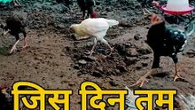 जिस दिन नौकरी ढूँढना छोड़कर नौकरी देना सोचोगे, उसी दिन सोच बदलने लगेगी | #desimurgibusiness #murgipalan #gavranchuje #komedi