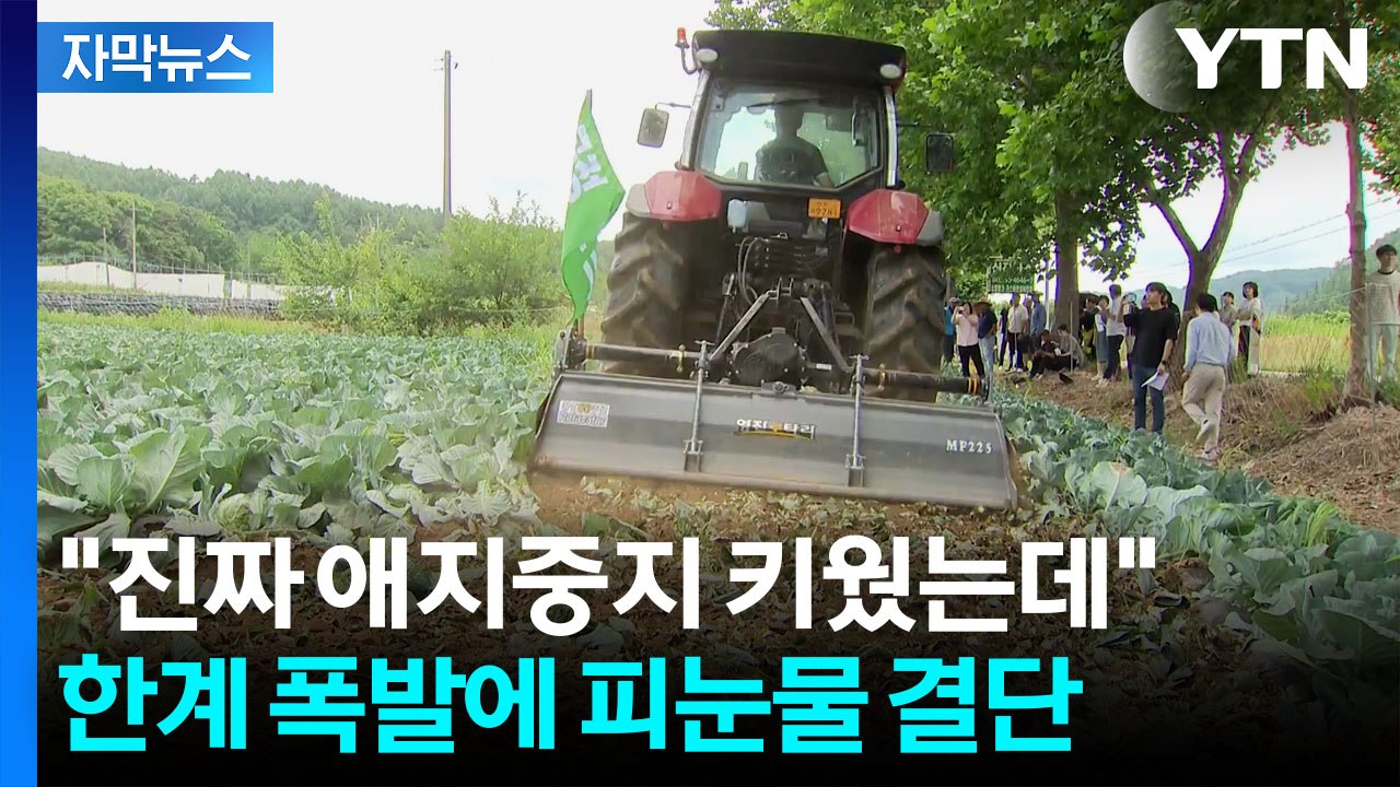 [자막뉴스] 수확 대신 폐기 선택...속 타들어 가는 농민들 / YTN