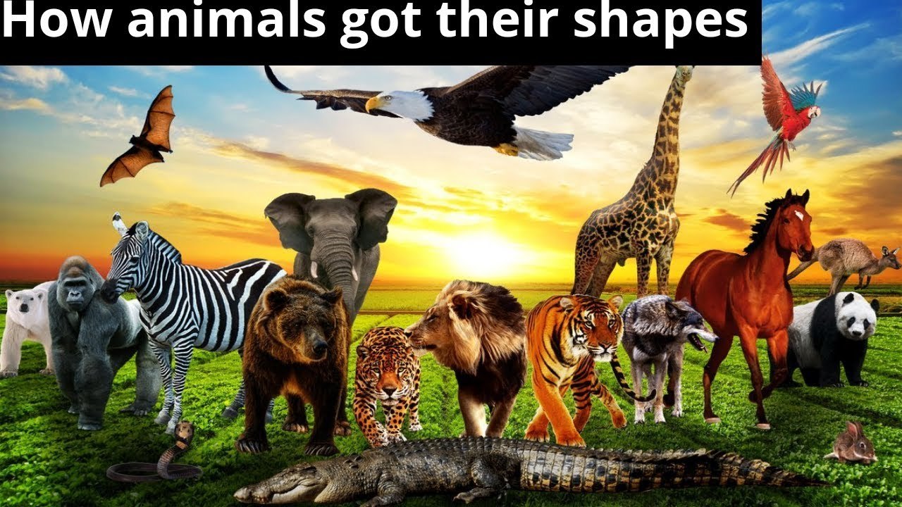 Dreamtime Stories Ep 3 - How The Animals Got Their Shapes | Australian Aboriginal Dreamtime Stories