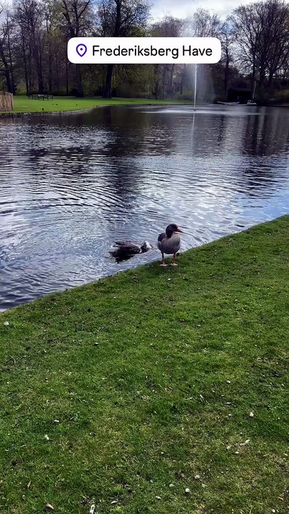 Frederiksberg Have, Copenhague. Les canards danois 🇩🇰 #nature #animaux #canards #danemark.mp4