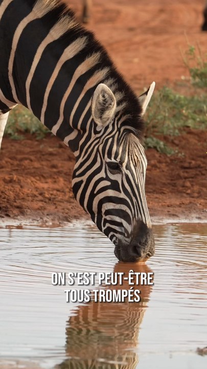On s’est tous trompés sur les rayures du zèbre 🦓