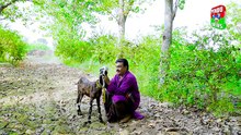 NEW VIDEO MALANGI 420 __ TOP 10 COMEDY __ ONLY ON PENDU NEWS