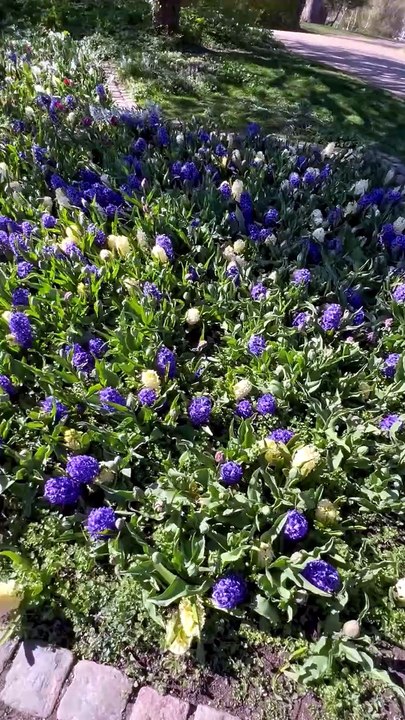 C'est tres fleuri Copenhague 🇩🇰 #fleurs.mp4