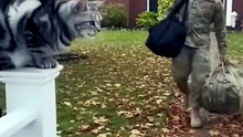 The Cat Welcomes Its Hero Home 🐱🇺🇸❤️🥹