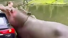 Never Make These DEADLY Mistakes With Wild Animals! ☠️🦁 Shocking Wildlife Facts