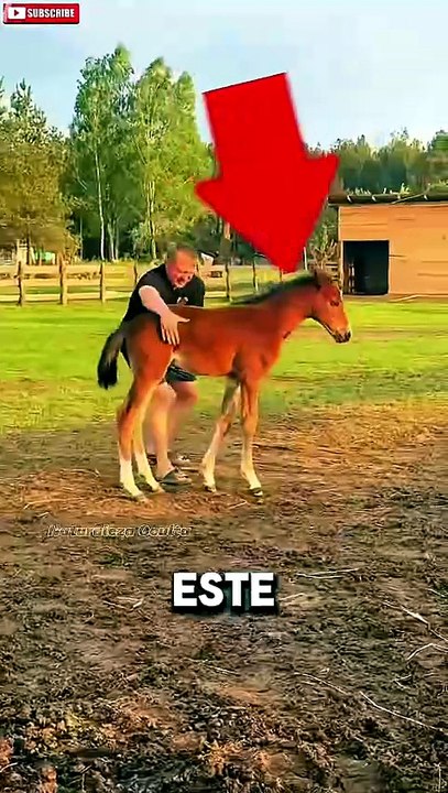 This Video Went Viral When This Foal Did THIS 😨🐴❤️