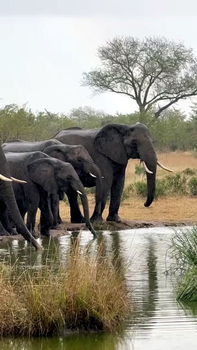 The Giants of Africa: Elephants at the Watering Hole and enjoying rain