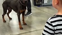 Little Boy Shares a Heartfelt Hug with Doberman at the Shelter 🥹🐾❤️