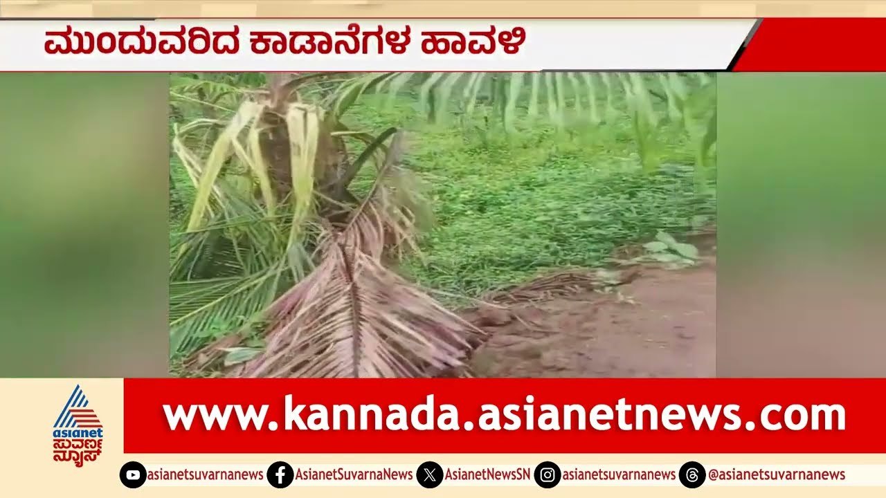 Wild Elephant Attack: ತರೀಕೆರೆಯಲ್ಲಿ ಒಂಟಿ ಸಲಗನ ಅಟ್ಟಹಾಸ: ಅಡಿಕೆ, ತೆಂಗಿನ ಬೆಳೆ ಸಂಪೂರ್ಣ ನಾಶ! | Suvarna News