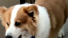 World Cup Puppy ⚽🐶 | Cutest Football Dog Ever |