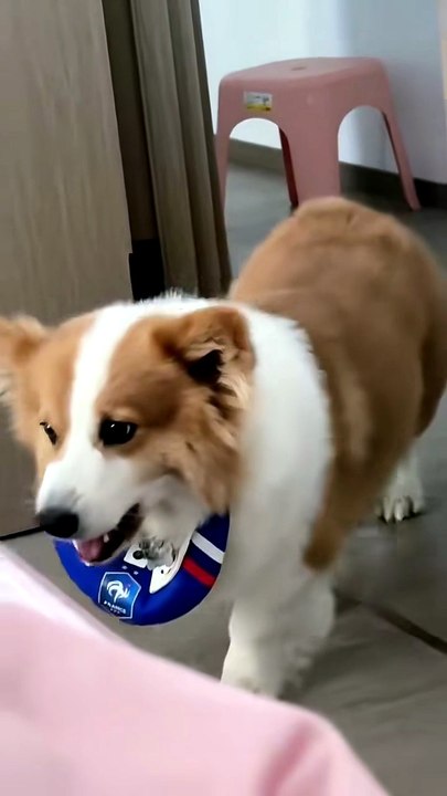 World Cup Puppy ⚽🐶 | Cutest Football Dog Ever |