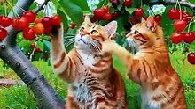 Mama cat harvests tomatos _ cooks for her kitten _cat _kitten _catlovers _cutecat _animals _pets(240P)