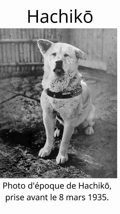 Hachikō