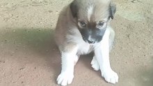 Cute Baby Dog