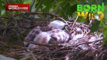 Banta sa buhay ng batang South Philippine hawk eagle sa wild | Born to be Wild