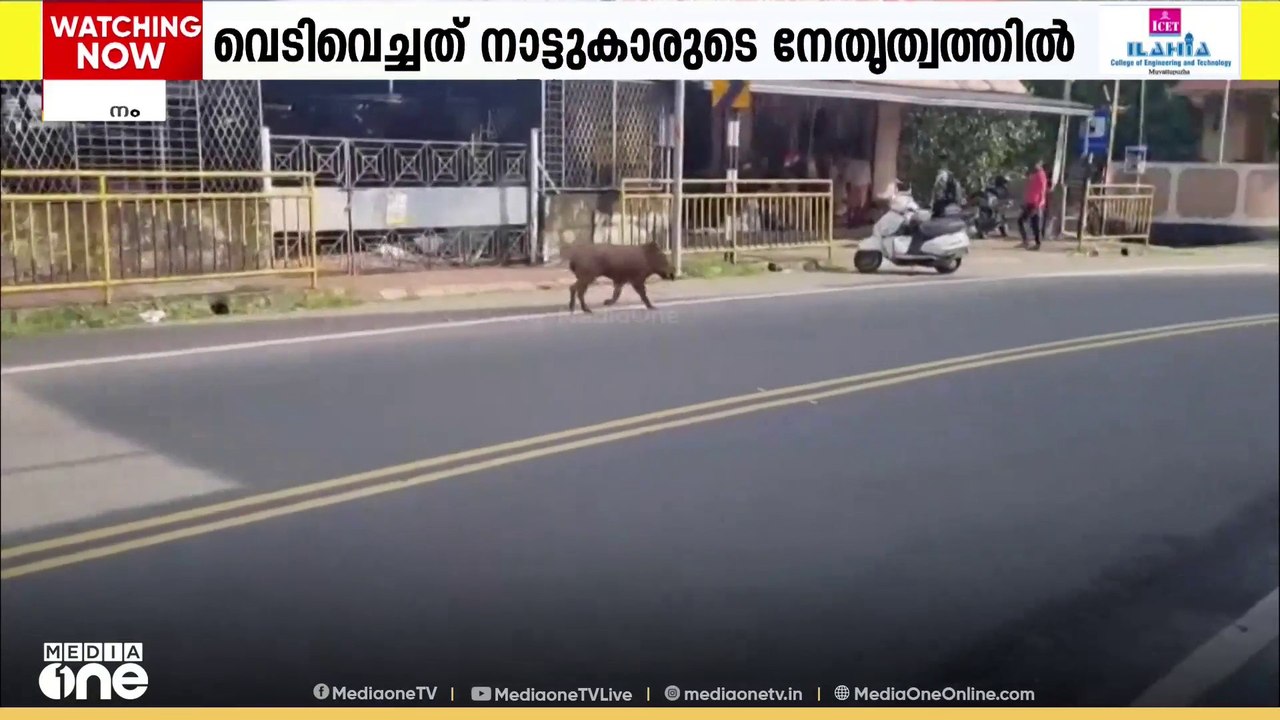 സൂപ്പർമാർക്കറ്റ് ജീവനക്കാരിക്ക് നേരെ ആക്രമണം; റാന്നിയിൽ കാട്ടുപന്നിയെ വെടിവെച്ചുകൊന്നു