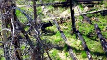 Aerial America Yellowstone 黄石国家公园