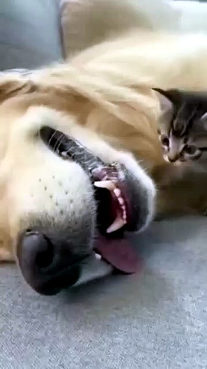 eu já estava esperando a bagunça… mas esse gatinho conseguiu me surpreender 😳🐱✨