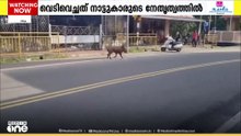 കാട്ടാന ആക്രമണത്തിൽ നിന്ന് തലനാരിഴക്ക് രക്ഷപ്പെട്ട് ഭിന്നശേഷിക്കാരനായ യുവാവ്