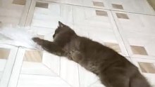 cute cat😼❤️!!12#cat #catlife #pets