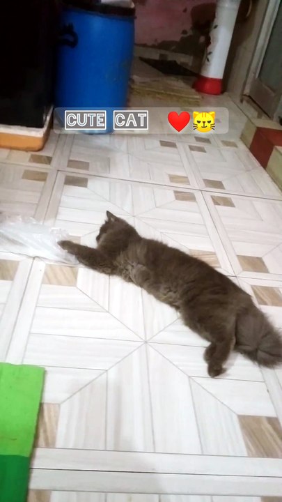 cute cat😼❤️!!13#cat #catlife #pets