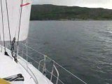 Dauphin dans sound of Mull
